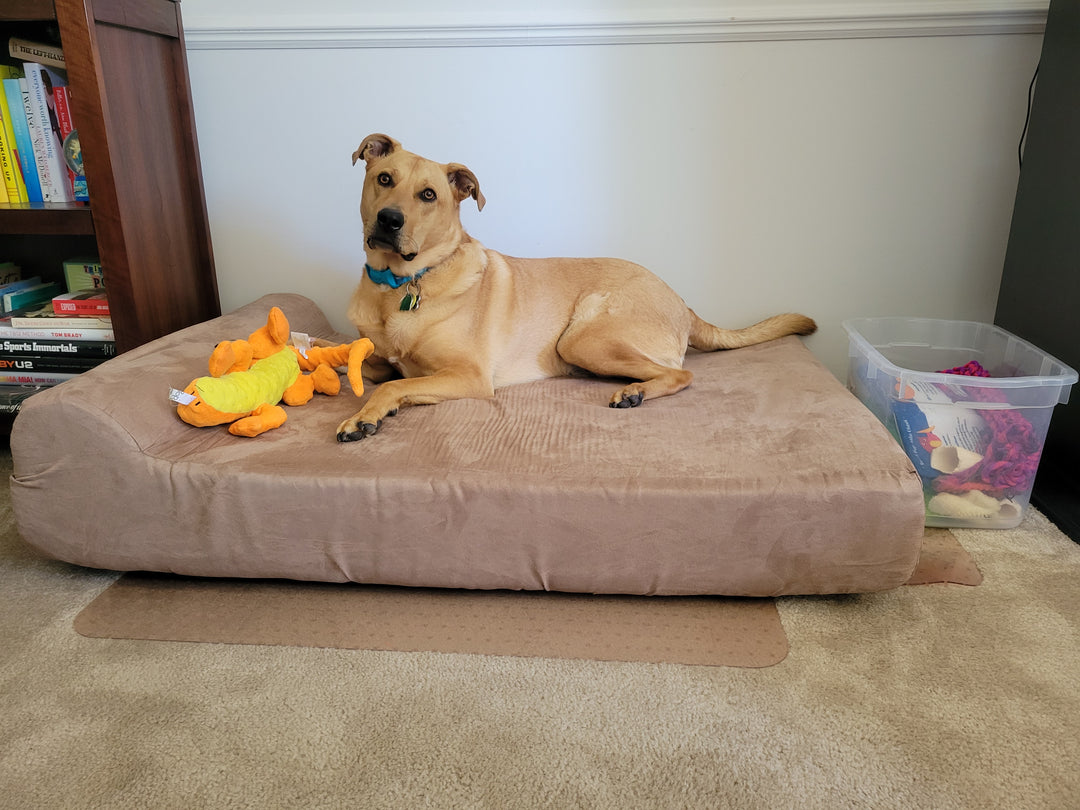 Caramello: Big Barker Pup Feature