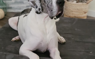 Wobblers Syndrome in Dogs: What Is It and What Causes It?