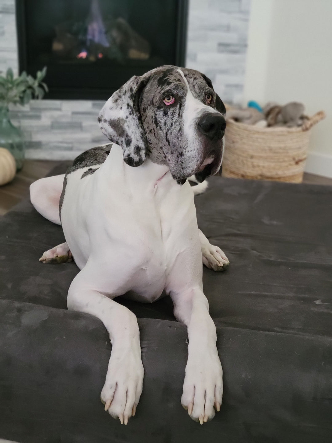 Wobblers Syndrome in Dogs: What Is It and What Causes It?
