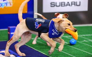 The Guide Dog Foundation: Kirby