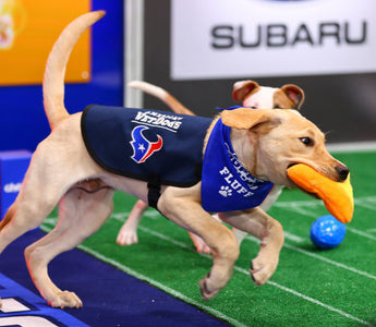 The Guide Dog Foundation: Kirby