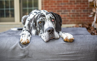 5 Easy and Joint Friendly Activities for Dogs