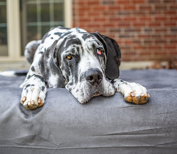 5 Easy and Joint Friendly Activities for Dogs