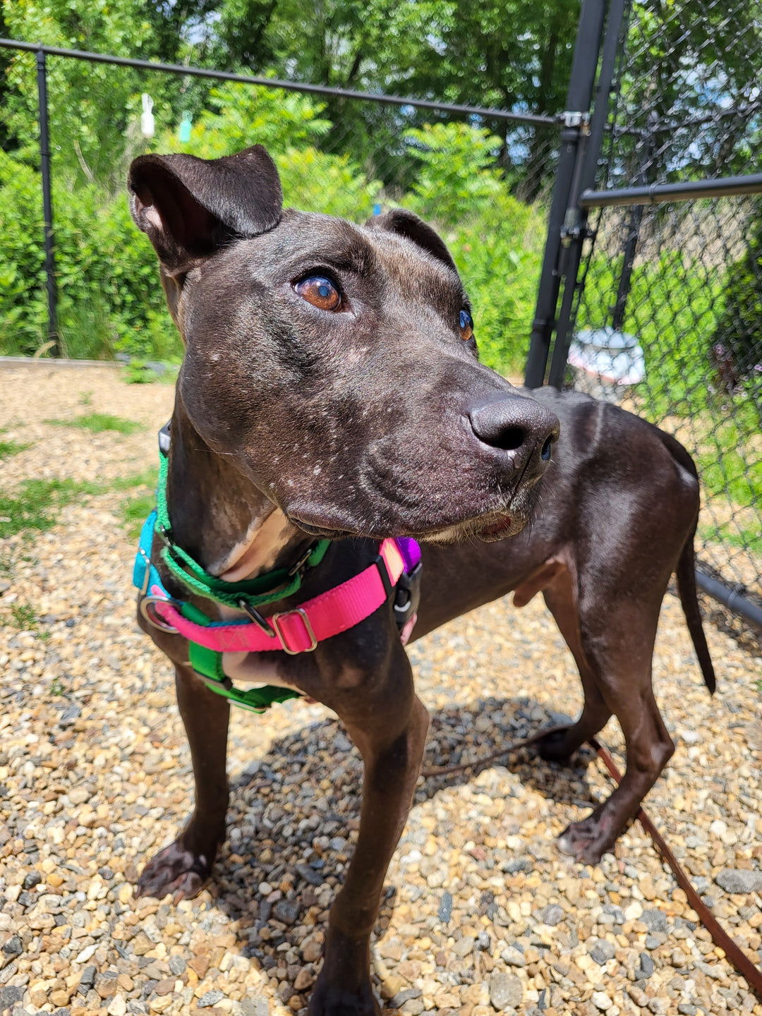 Dog Recovers After Being Thrown Off A Bridge in North Carolina