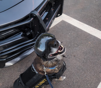 From Service to Retirement: The Story of Bartles, A True K9 Hero