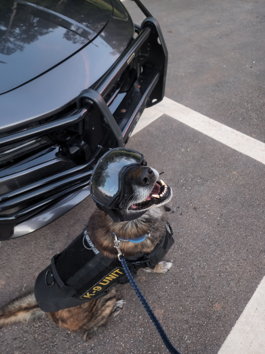 From Service to Retirement: The Story of Bartles, A True K9 Hero