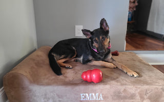 Emma and Zeke, The Newest Deputies of Bucks County