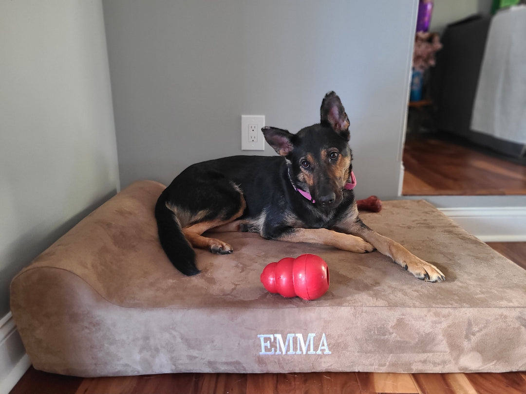 Emma and Zeke, The Newest Deputies of Bucks County