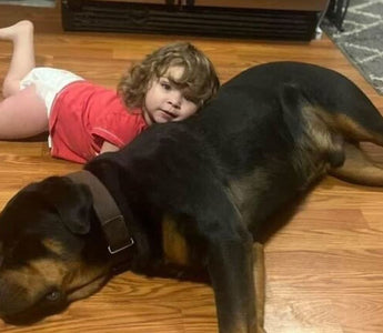 Lost Toddler Found Safe in Woods with Family Dog