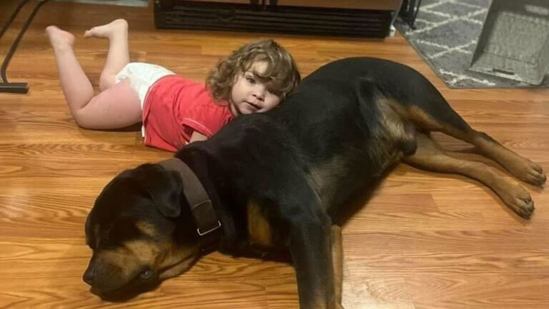 Lost Toddler Found Safe in Woods with Family Dog