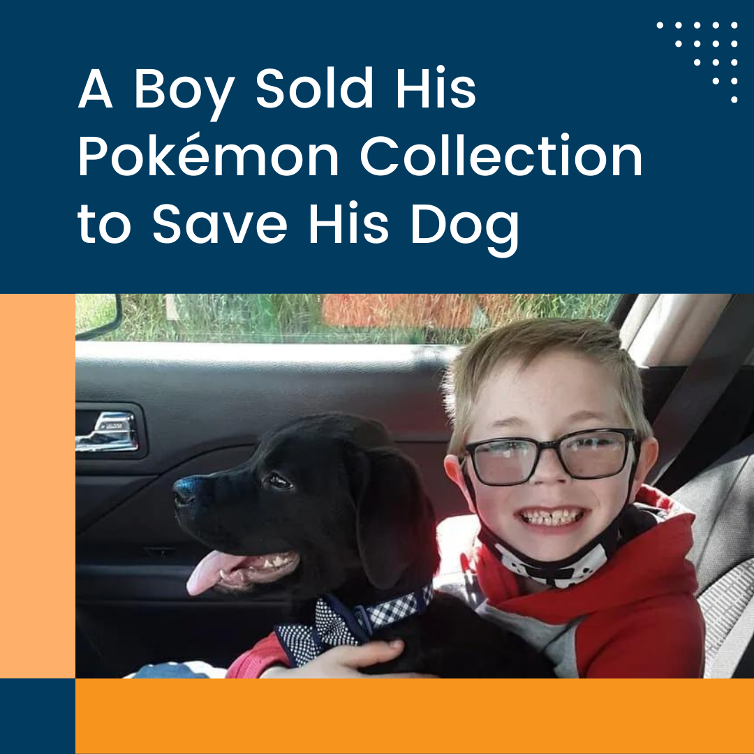 A Boy Sold His Pokémon Collection to Save His Dog