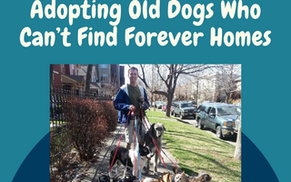 Man Devotes His Life To Adopting Old Dogs Who Can’t Find Forever Homes