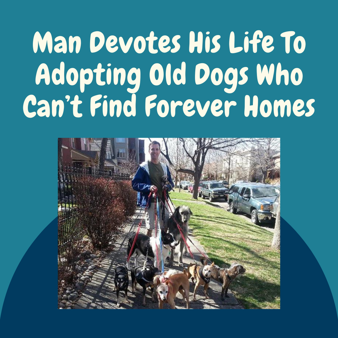 Man Devotes His Life To Adopting Old Dogs Who Can’t Find Forever Homes