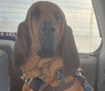 The Marshall Fire Hero Named Amber