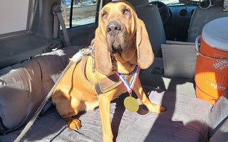 Amber: The Marshall Fire Good Dog Gold Medal Hero