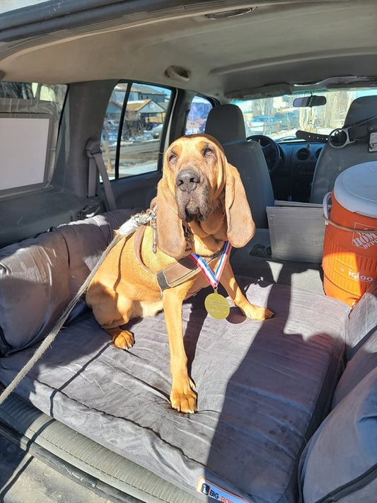 Amber: The Marshall Fire Good Dog Gold Medal Hero