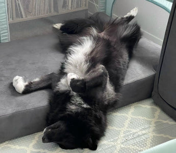 The Truth About Large Breed Dogs: Do Pet Parents Need to Be Careful?