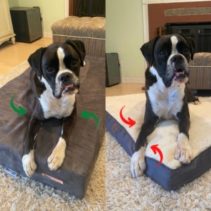 Dr. Rachel Mar's Big Barker Bed Review