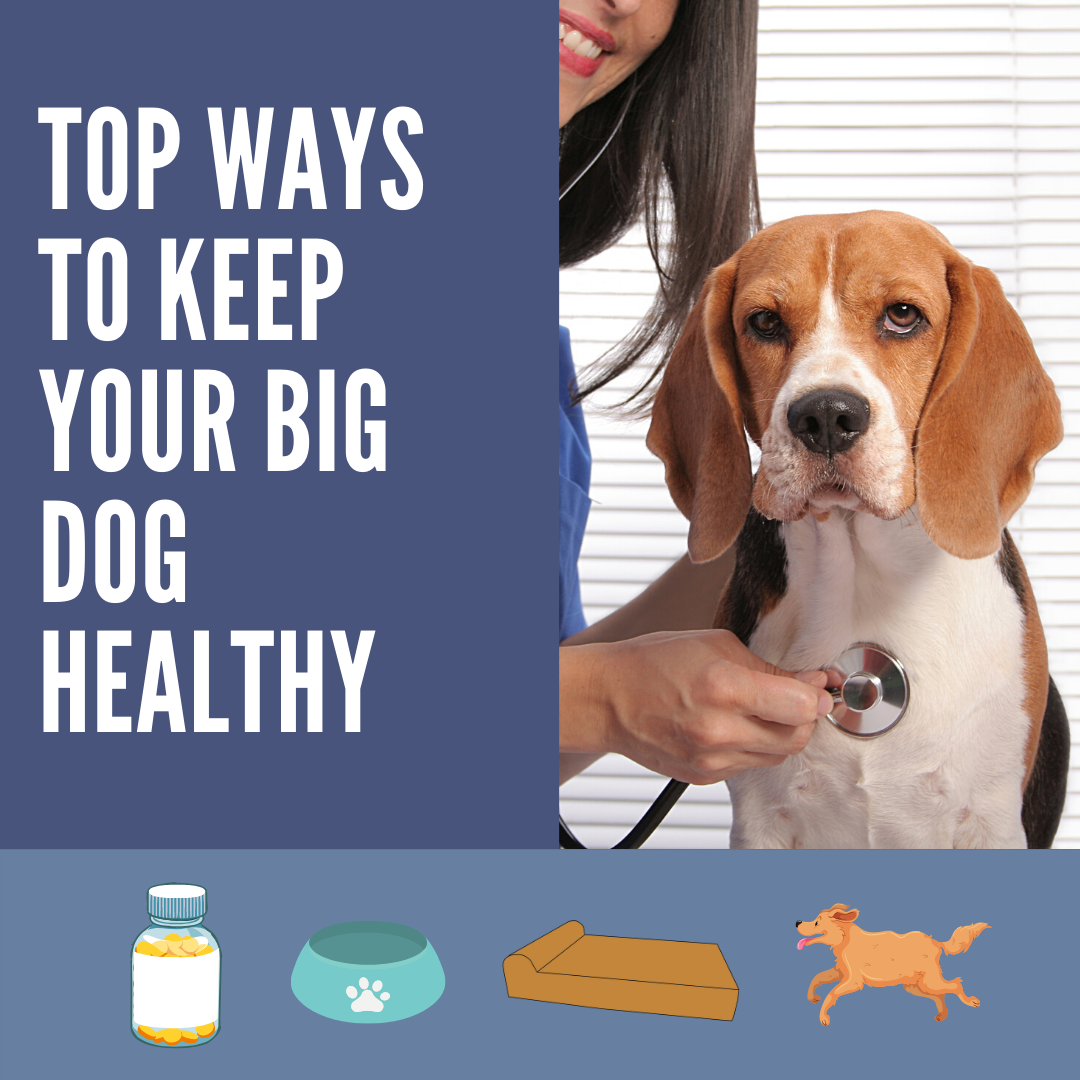 Top Ways to Keep Your Big Dog Healthy