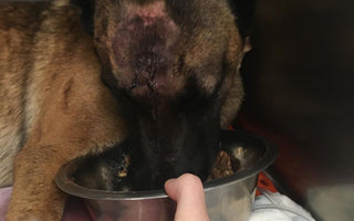 California Woman Praises Dog for Saving Her During Mountain Lion Attack