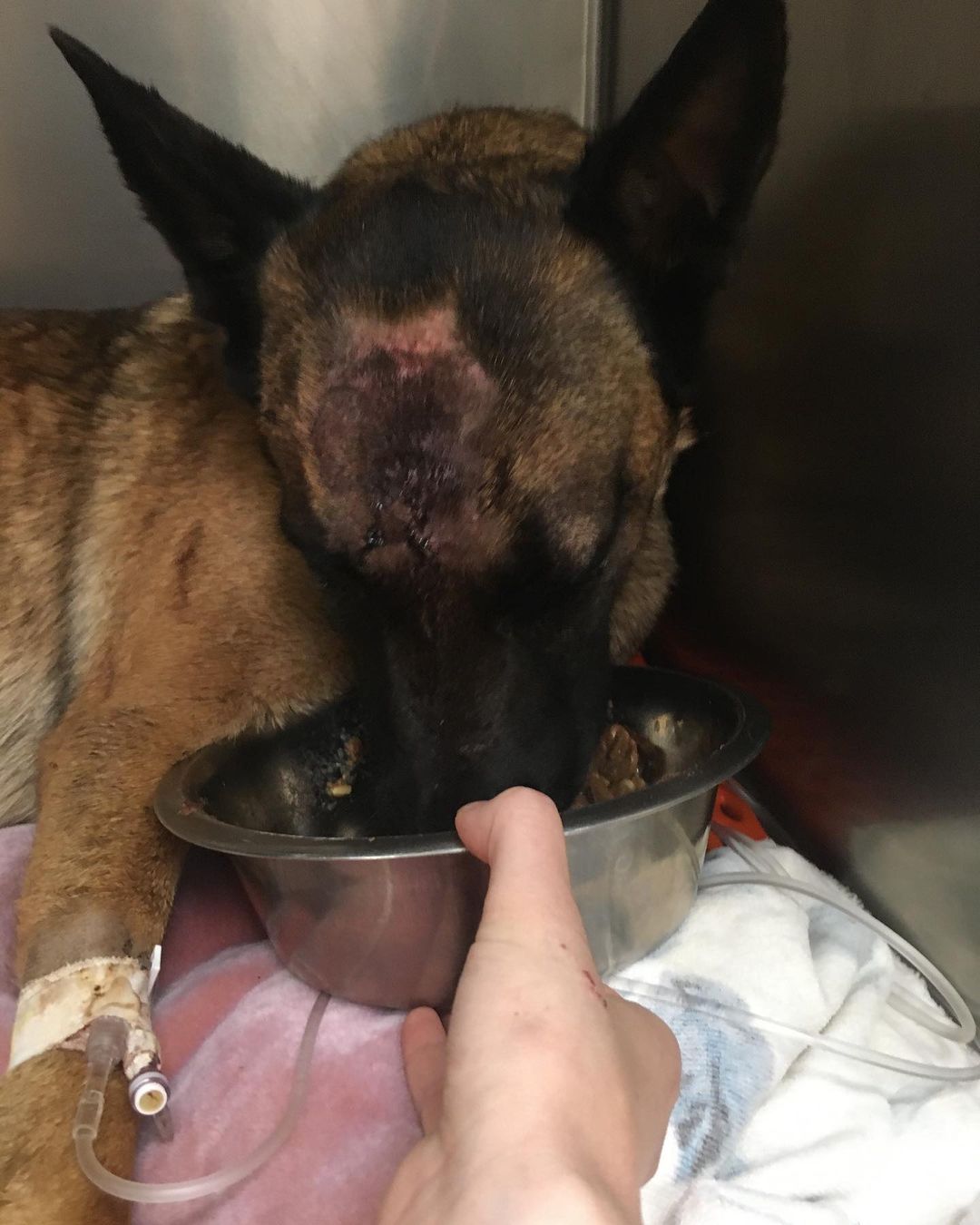 California Woman Praises Dog for Saving Her During Mountain Lion Attack