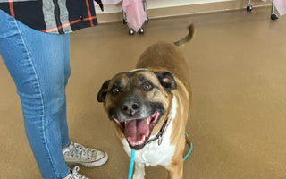 After Nearly Five Years in a Shelter, a Dog in Nebraska Has Been Adopted
