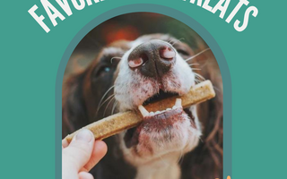 Favorite Dog Treats of 2021