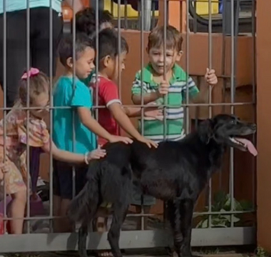 Children petting dog at school