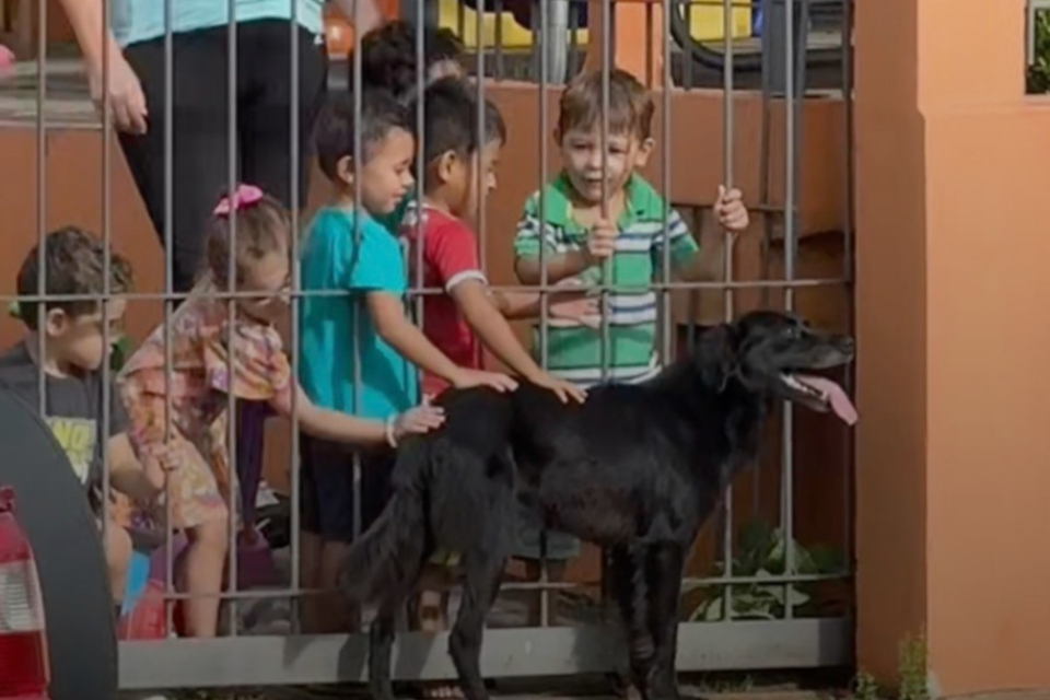 Children petting dog at school