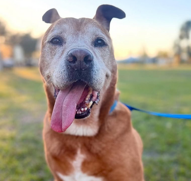 Senior Dog Smiling
