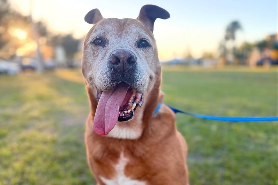 Senior Dog Smiling