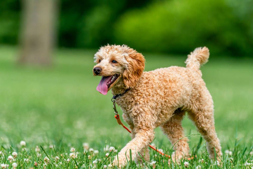 Spring into Comfort: How Warmer Weather Affects Arthritic Dogs