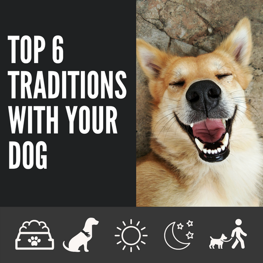 Top 6 Traditions with Your Dog