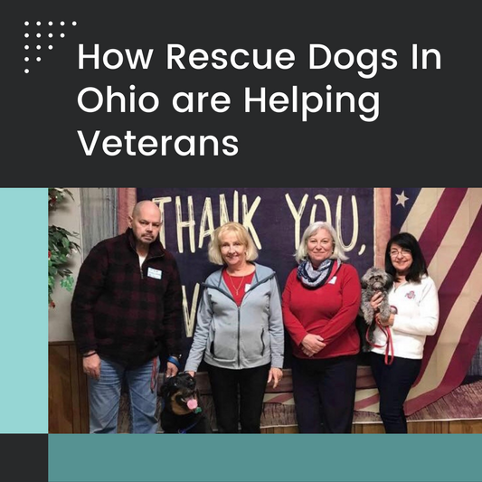 How Rescue Dogs In Ohio are Helping Veterans