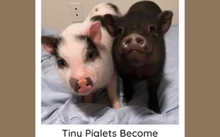 Tiny Piglets Become Siblings With A Pack Of Rescue Dogs