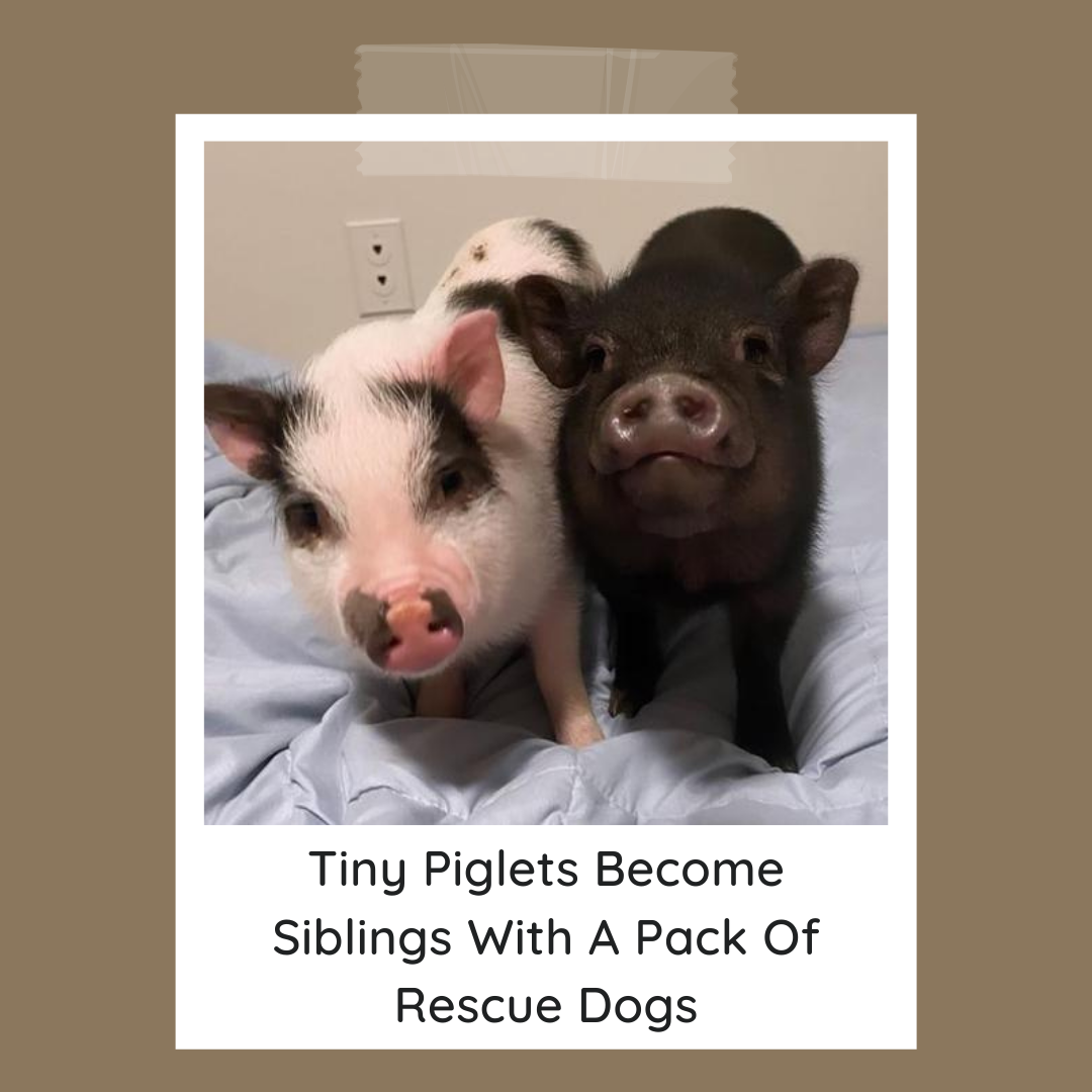 Tiny Piglets Become Siblings With A Pack Of Rescue Dogs