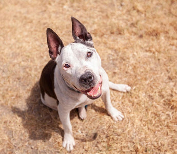Senior Shelter Dog Receives Adorable Letter