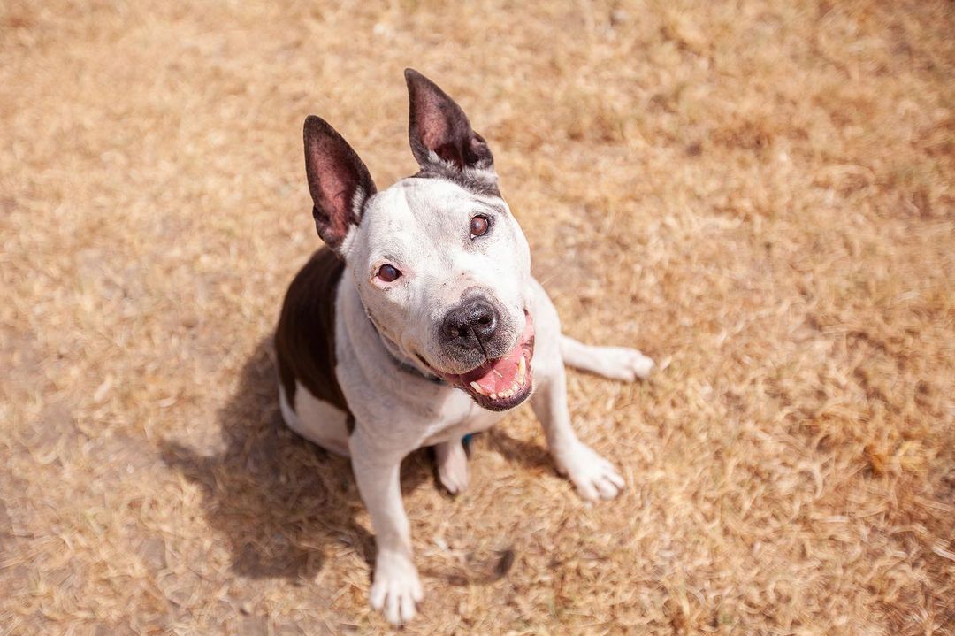 Senior Shelter Dog Receives Adorable Letter