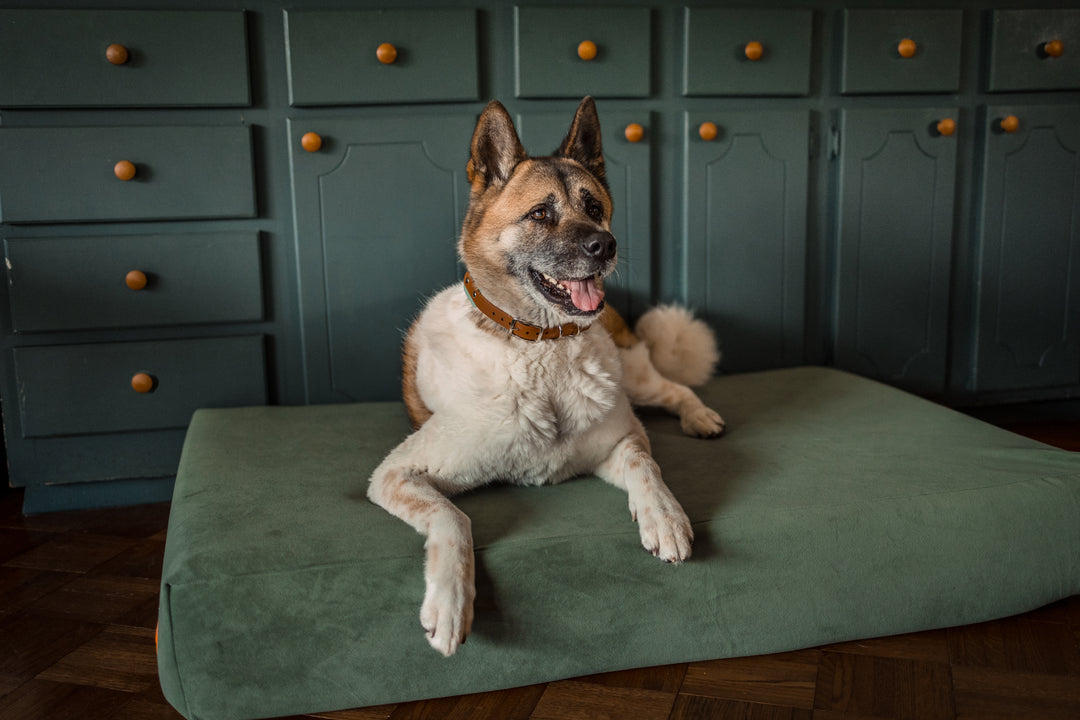 Keeping Your Dog's Joints Happy: Top Strategies for Managing Joint Pain