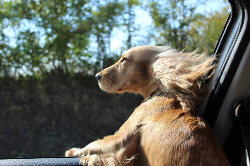 Dog with its head out the car window