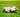 dog rolling in grass