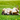 dog rolling in grass