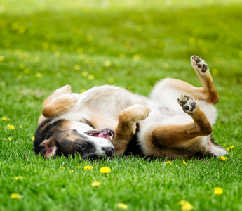 dog rolling in grass