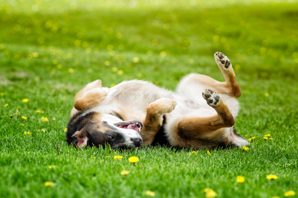 dog rolling in grass