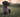 German Shorthaired Pointer Dog