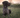 German Shorthaired Pointer Dog
