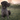 German Shorthaired Pointer Dog