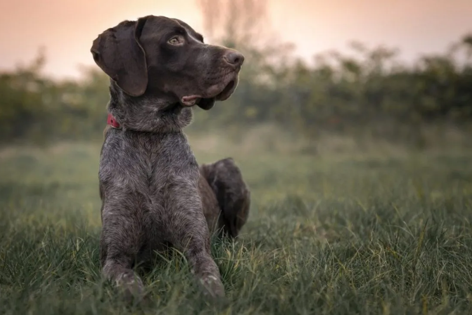 German Shorthaired Pointer Dog