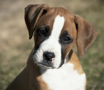 Caring For Your Large Breed Puppy: 5 Tips