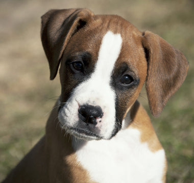 Caring For Your Large Breed Puppy: 5 Tips